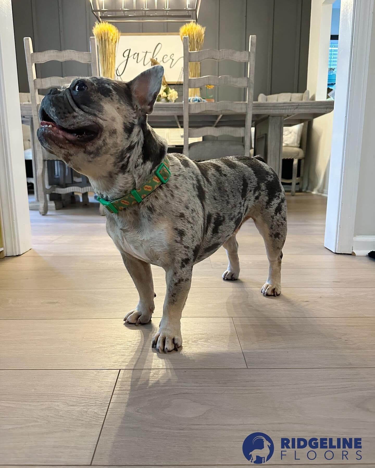 Laminate & Luxury Vinyl